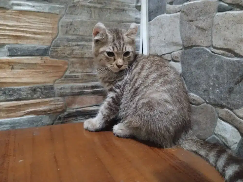 American curl.jantan