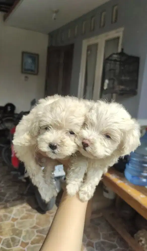 DIJUAL ANAK ANJING MALTIPO  Harga  NETT