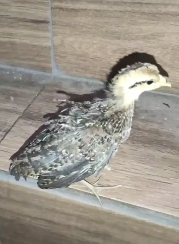 Ahh ayam hutan hijau ori