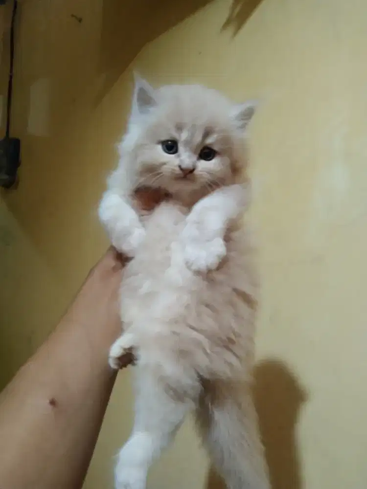 Persia longhair muka bulat betina usia 2 bulan