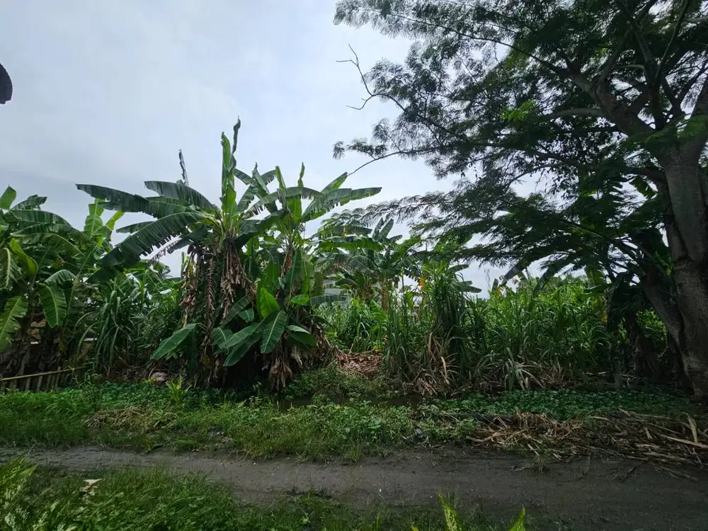 DI JUAL CEPAT TANAH SHM