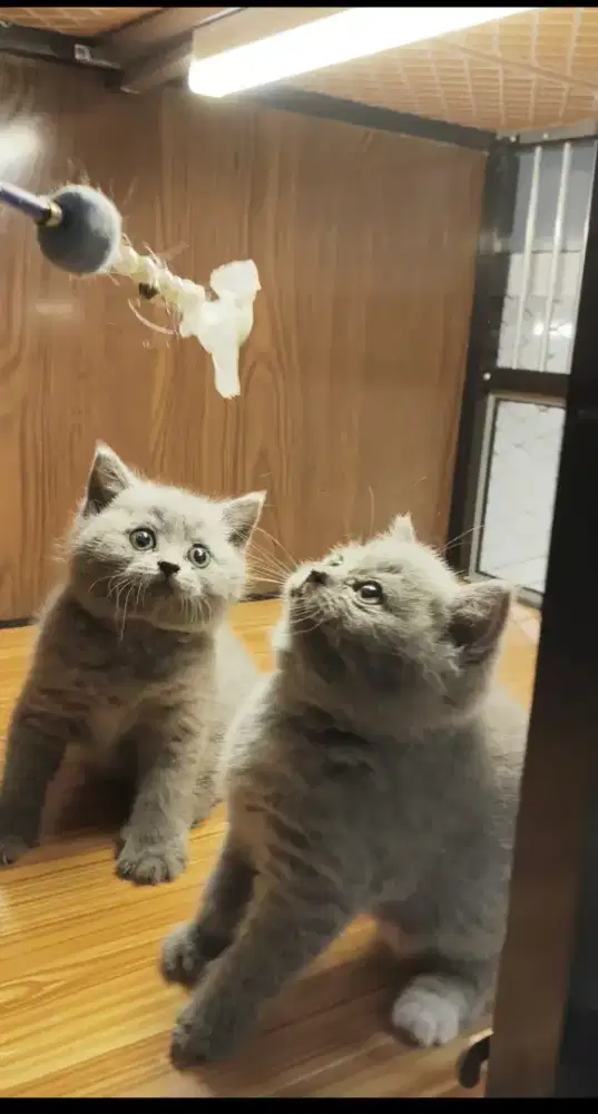 Kucing British Short Hair  ( BSH )