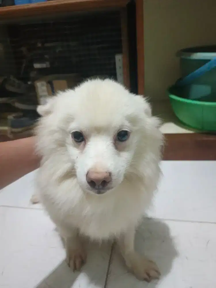 Anjing minipom putihsnow
