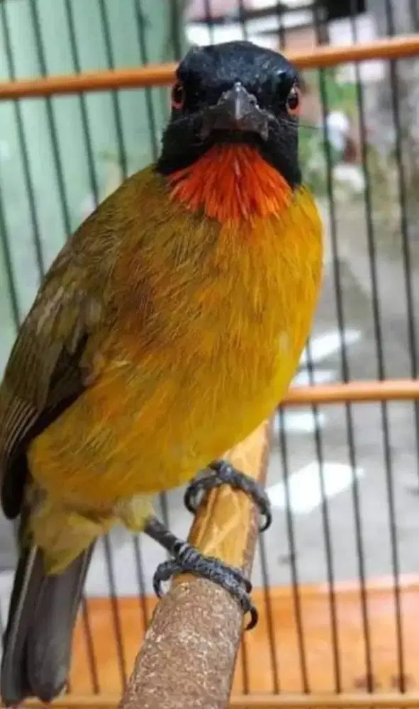 Burung Kutilang Emas