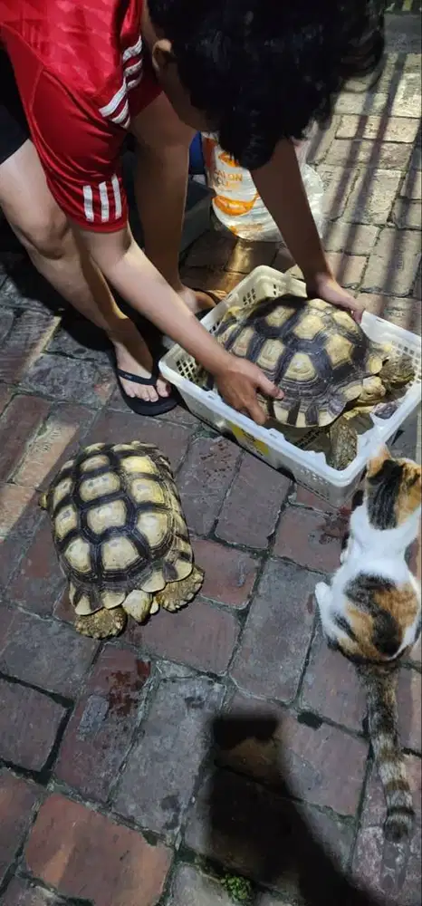 Kura-kura Sulcata Jantan