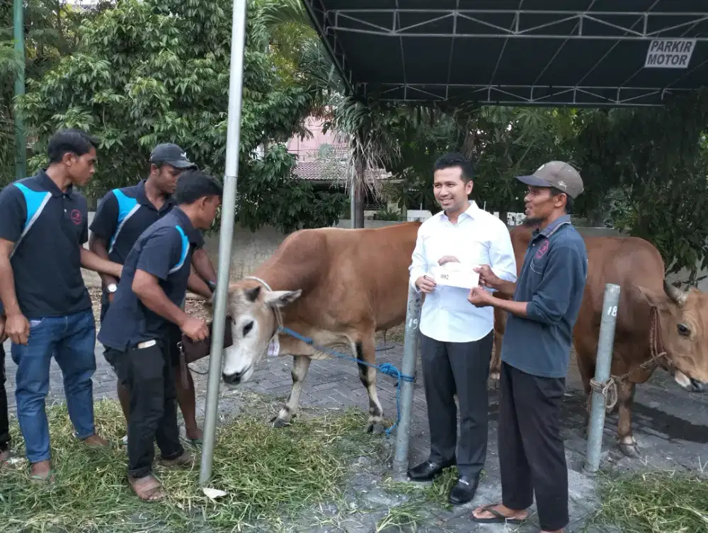 Sapi Kangean untuk qurban