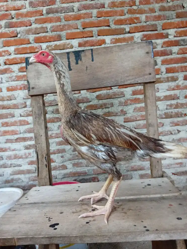 Ayam betina aselcross