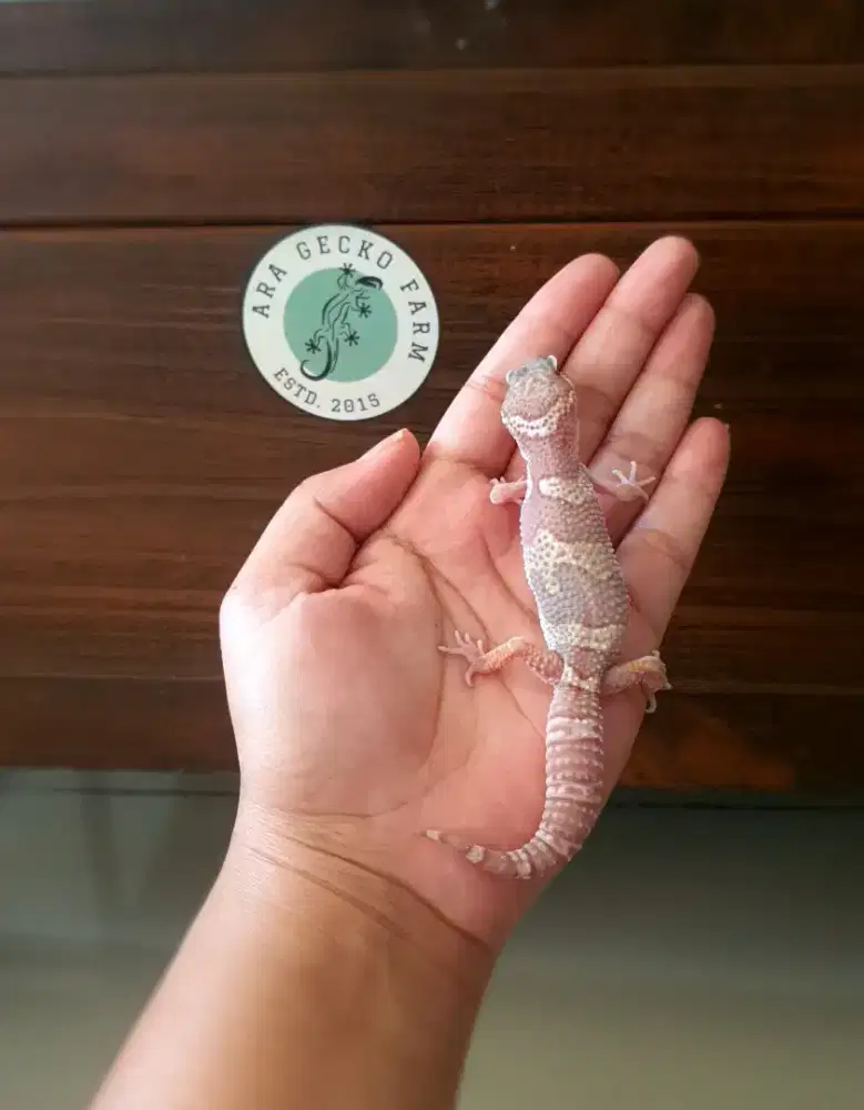 Leopard Gecko Ara Gecko