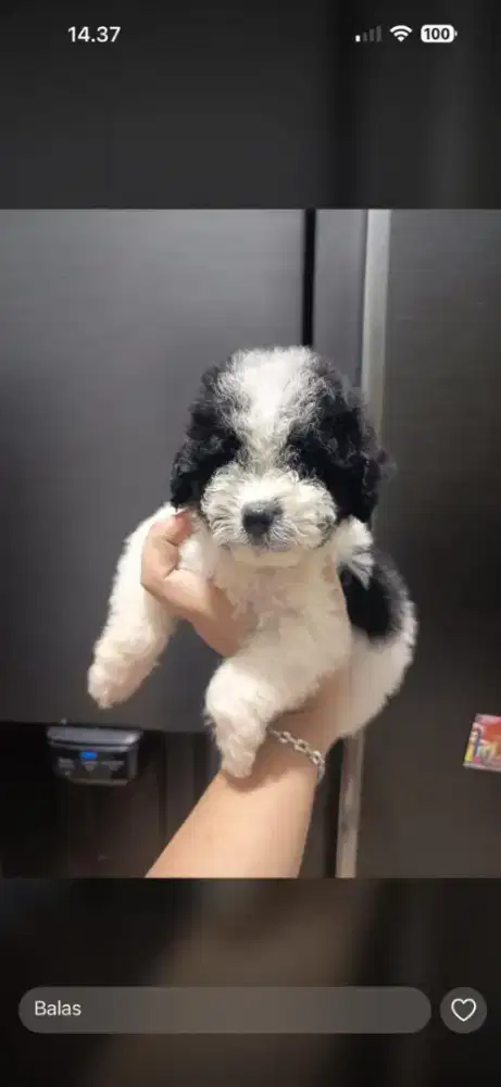 Anjing poodle jantan