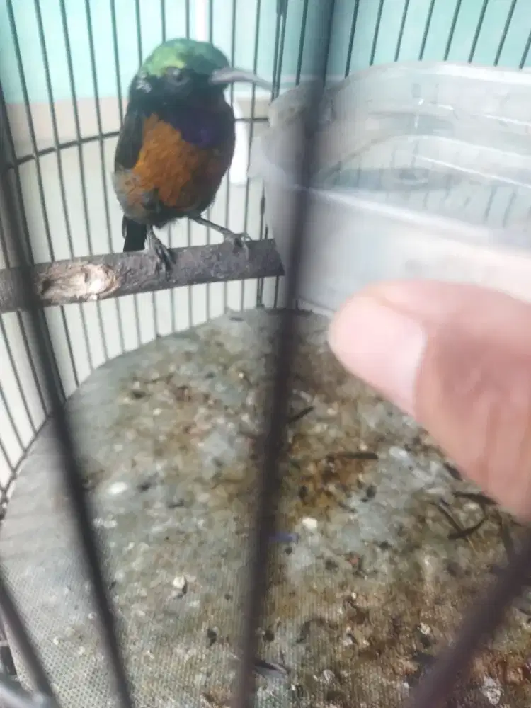 Kolibri ninja dada coklat