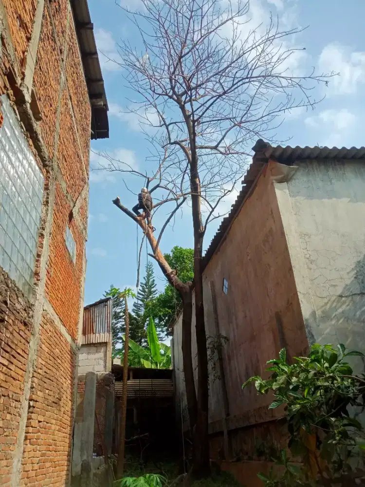 (-Menerima jasa tebang pohon se-Jakarta Timur-)