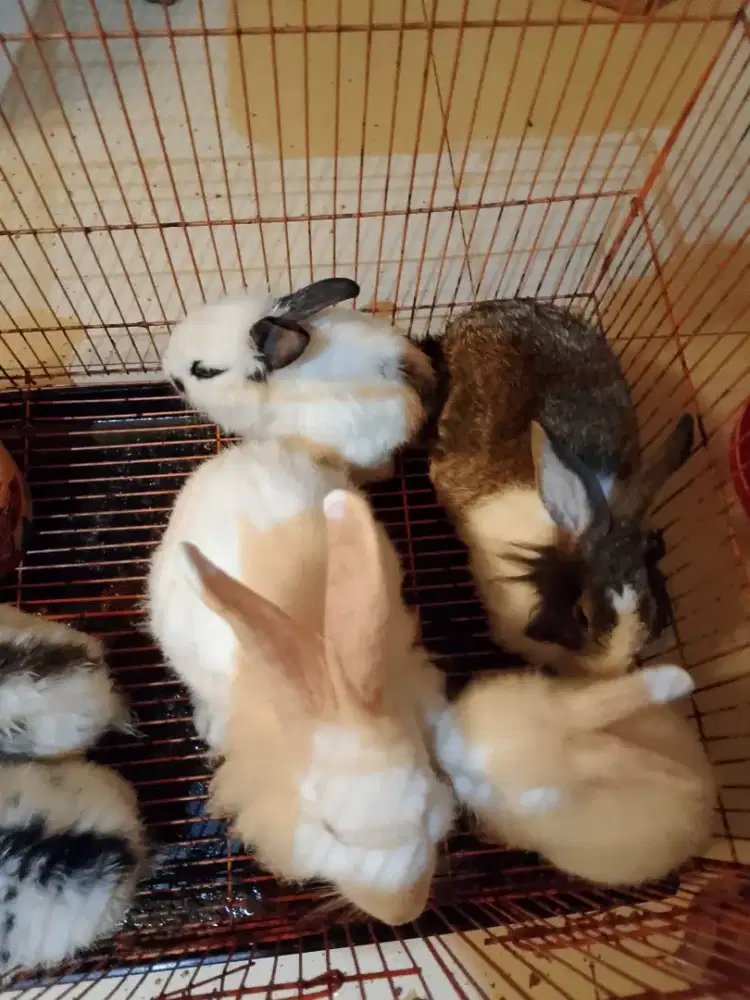 kelinci hias warna cantik