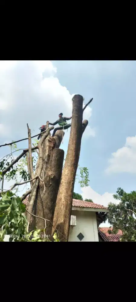 'Menerima jasa tebang dan pangkas pohon sejakarta timur'