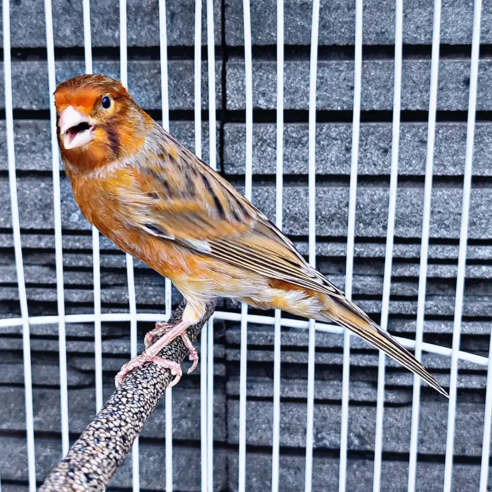 Kenari Romeo (Bon Polos) - Jantan Gacor