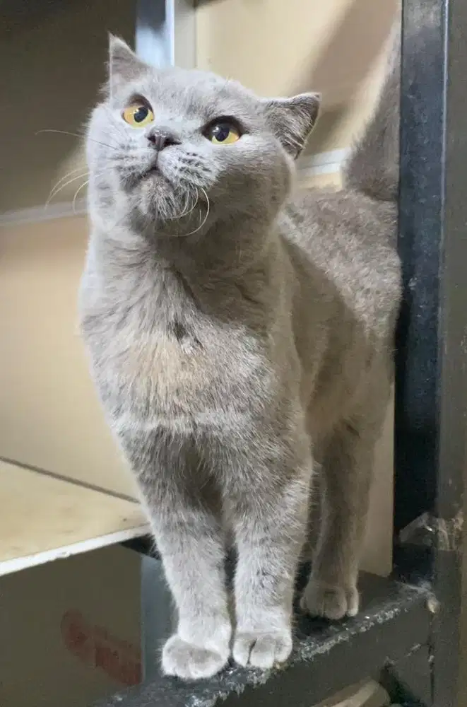 Kucing Scottish fold bsh blue betina kitten cat