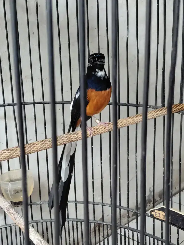 Murai blorok ekor 23