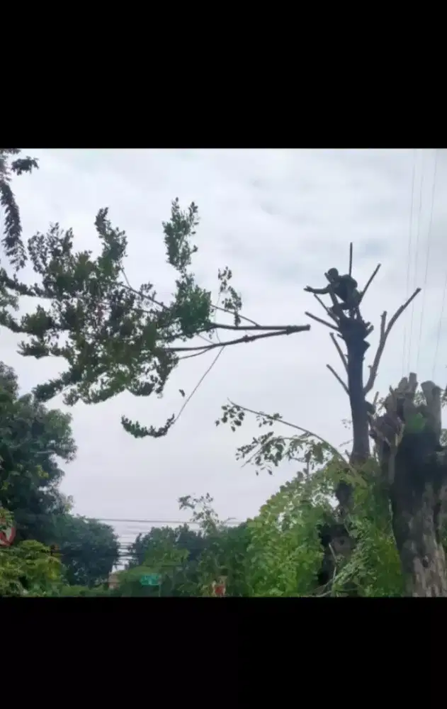 ••Menerima jasa tebang dan pangkas pohon sejakarta timur••