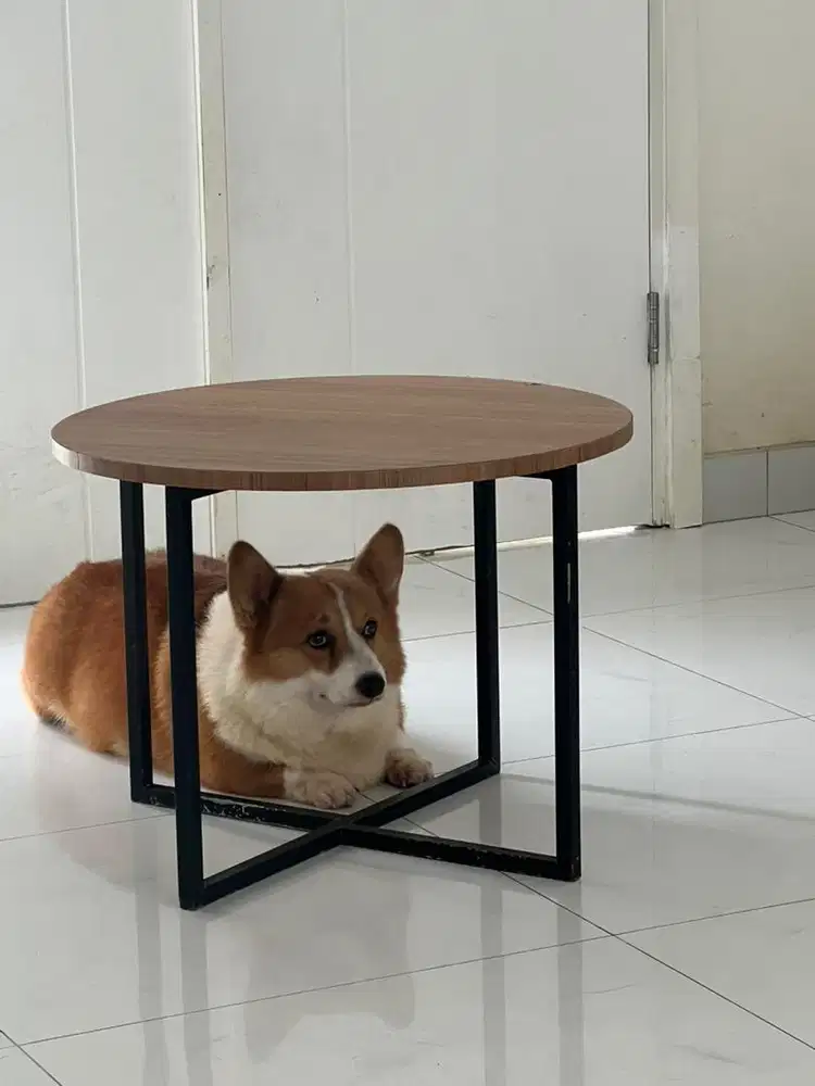 ART nginap tidak takut anjing (Khusus cewe)