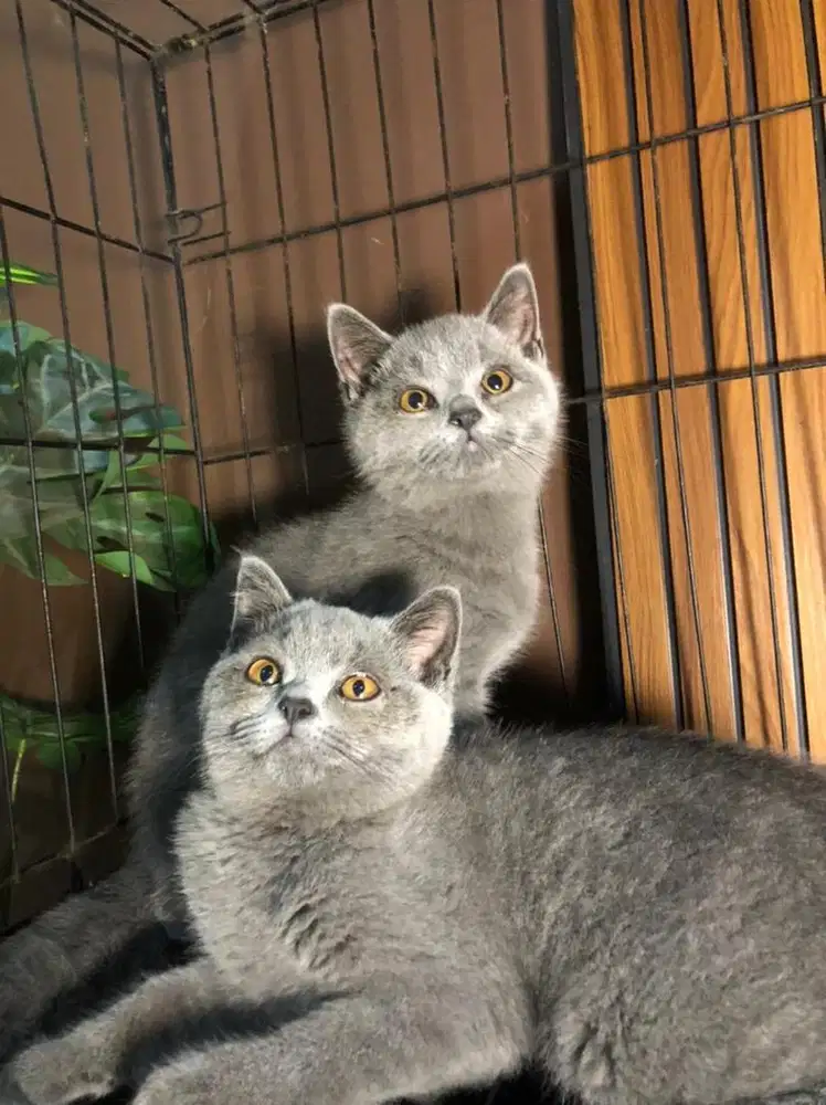 BSH kucing kitten british shorthair sepasang