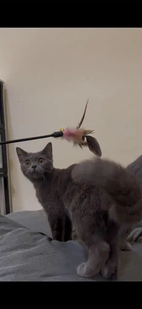 BSH Jantan Blue Solid Tigaraksa