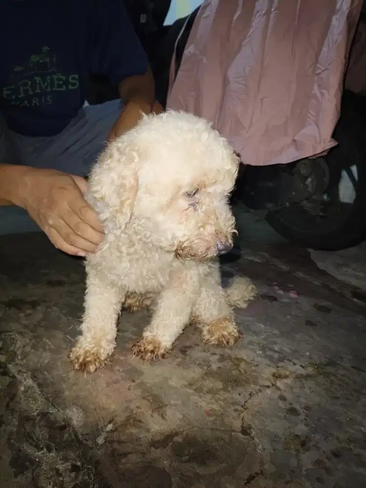 Anjing poodle dewasa jantan