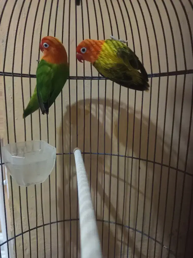 Indukan lovebird biola produksi