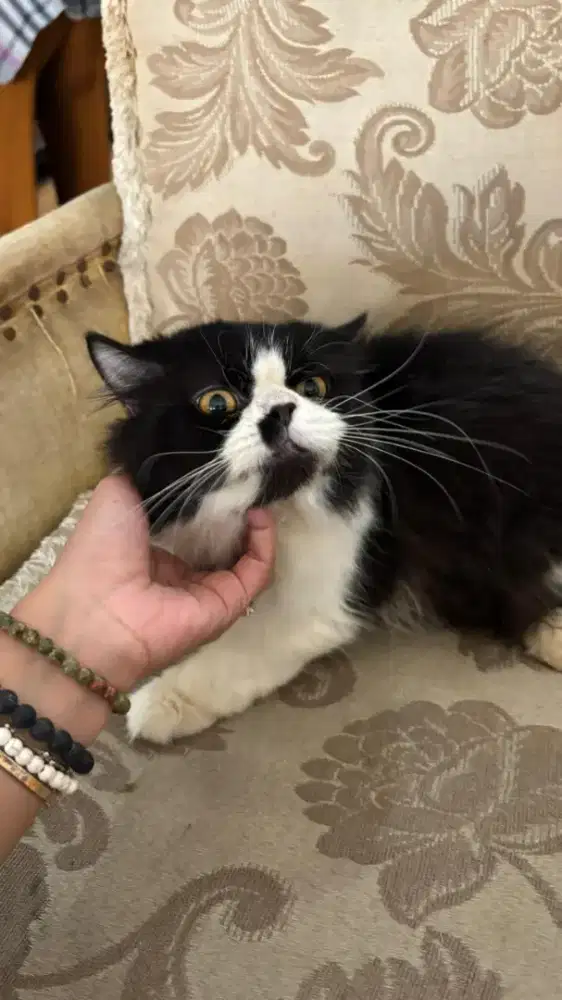 Kucing Persia Jantan Umur 3 Tahun