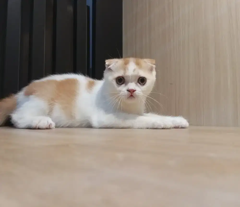 Scottish fold jantan 5 bulan