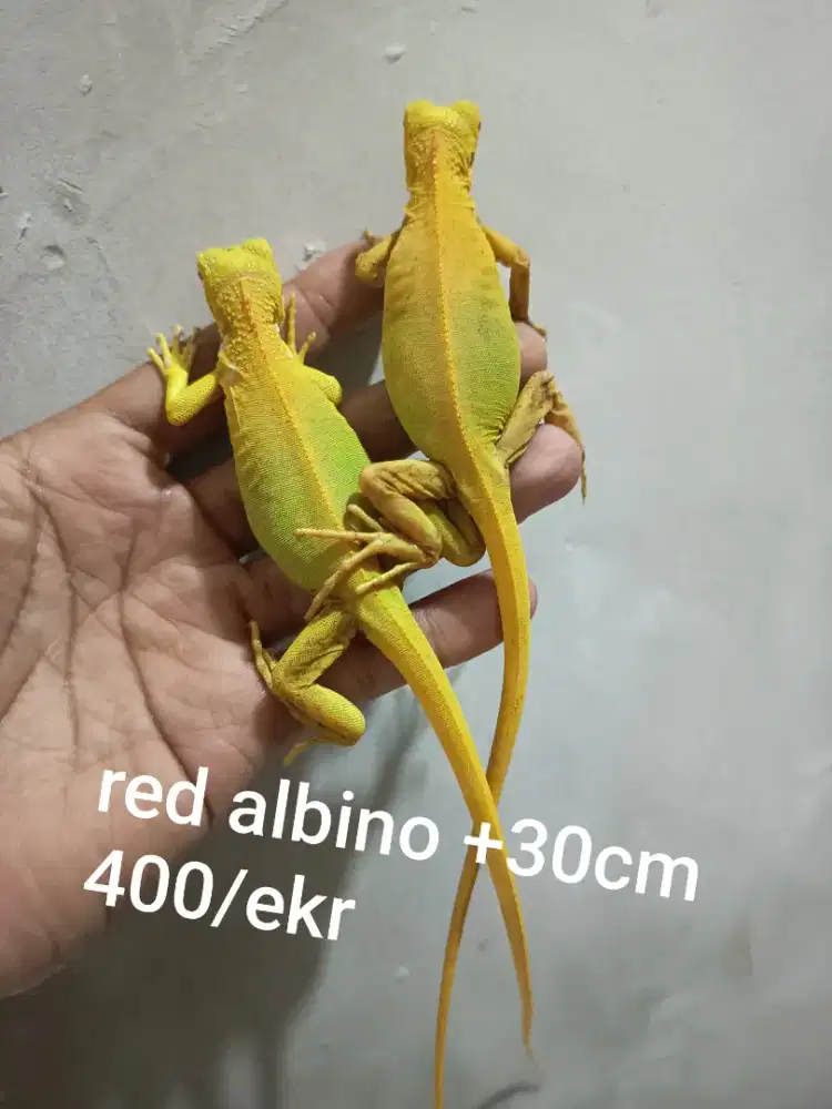 Iguana Red albino