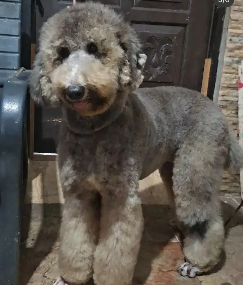 GIANT POODLE SILVER