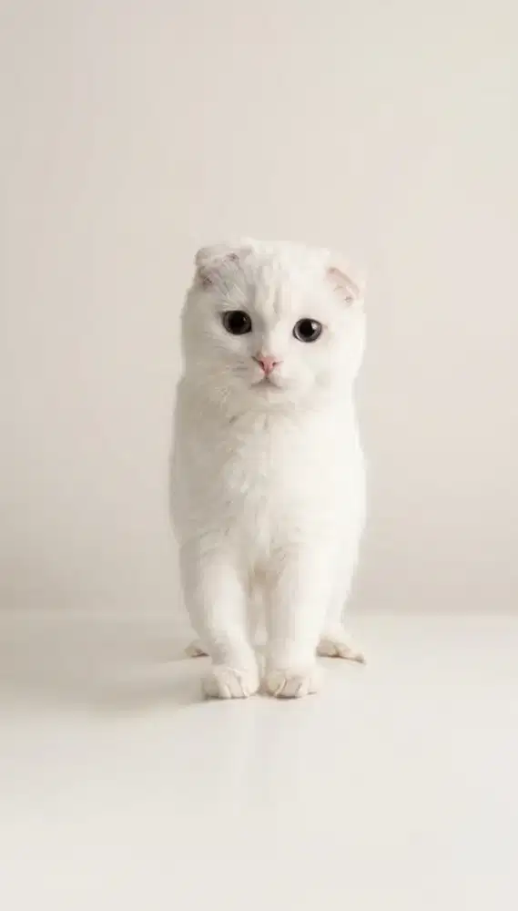 Scottish Fold White Solid Jantan