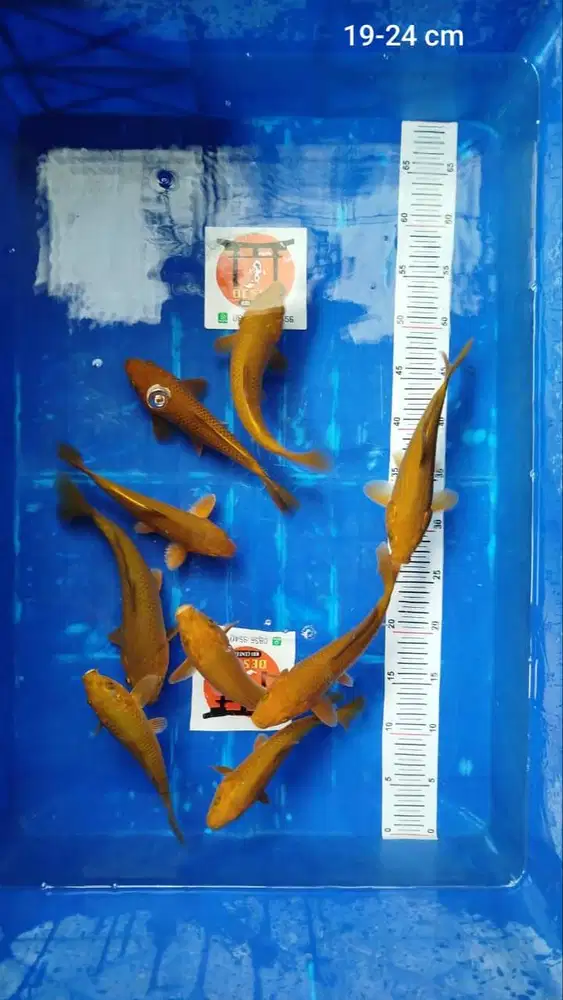 Ikan Koi Blitar Chagoi Tembaga 19-24 cm (Penjinak Kolam)