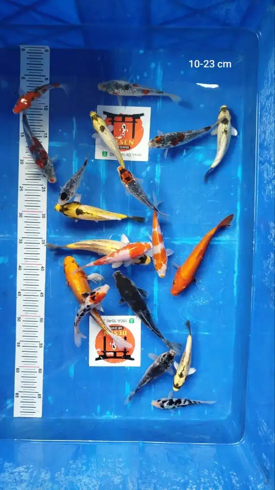 Paket 3 Ekor Ikan Koi 12-22 cm Mix (Kohaku, Banana, Budo Goromo, dll)