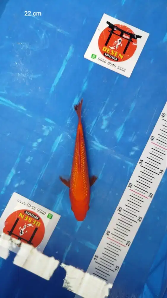 Ikan Koi Blitar Benigoi Ginrin 22 cm (Penjinak Kolam)