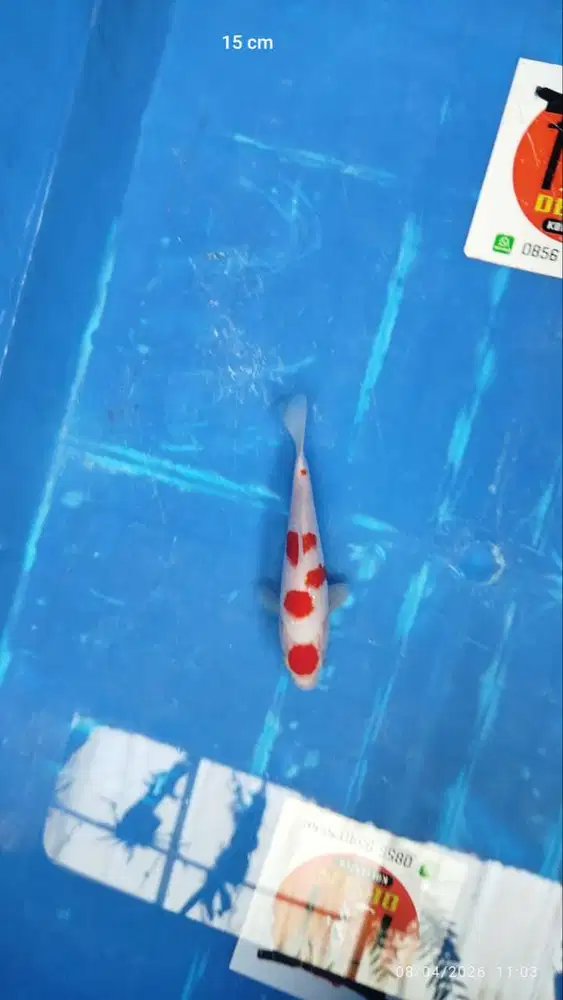 Ikan Koi Blitar Minion Maruten Kohaku 15-16 cm HQ