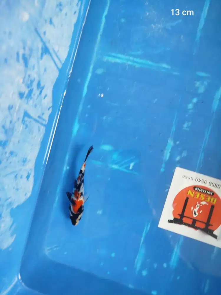 Ikan Koi Blitar Showa Sansoku 13 cm HQ