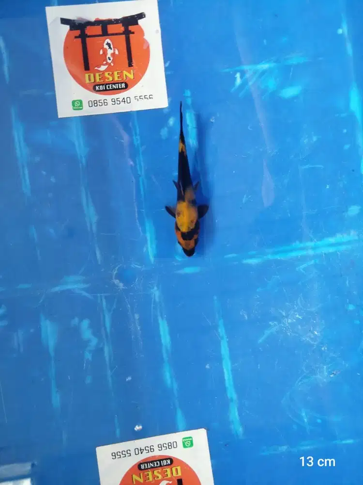 Ikan Koi Blitar Hi Utsuri 13 cm HQ