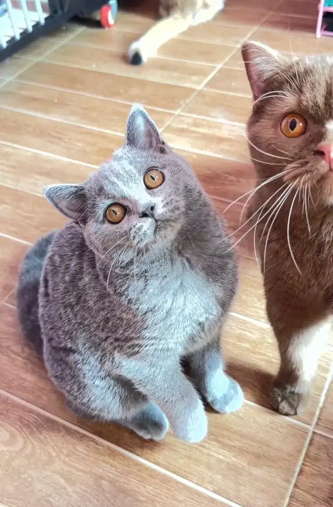 Kucing Pure BSH Blue