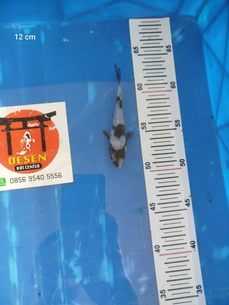 Ikan Koi Blitar Shiro Utsuri 12 cm HQ