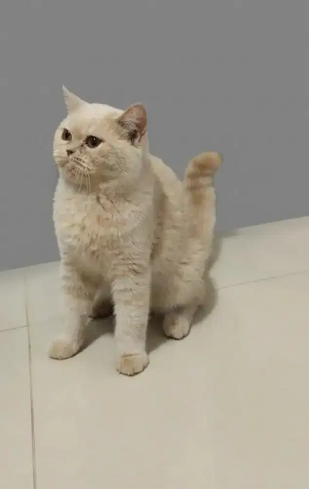 BSH Fawn Female Proven Line Cinnamon ( Hamil )