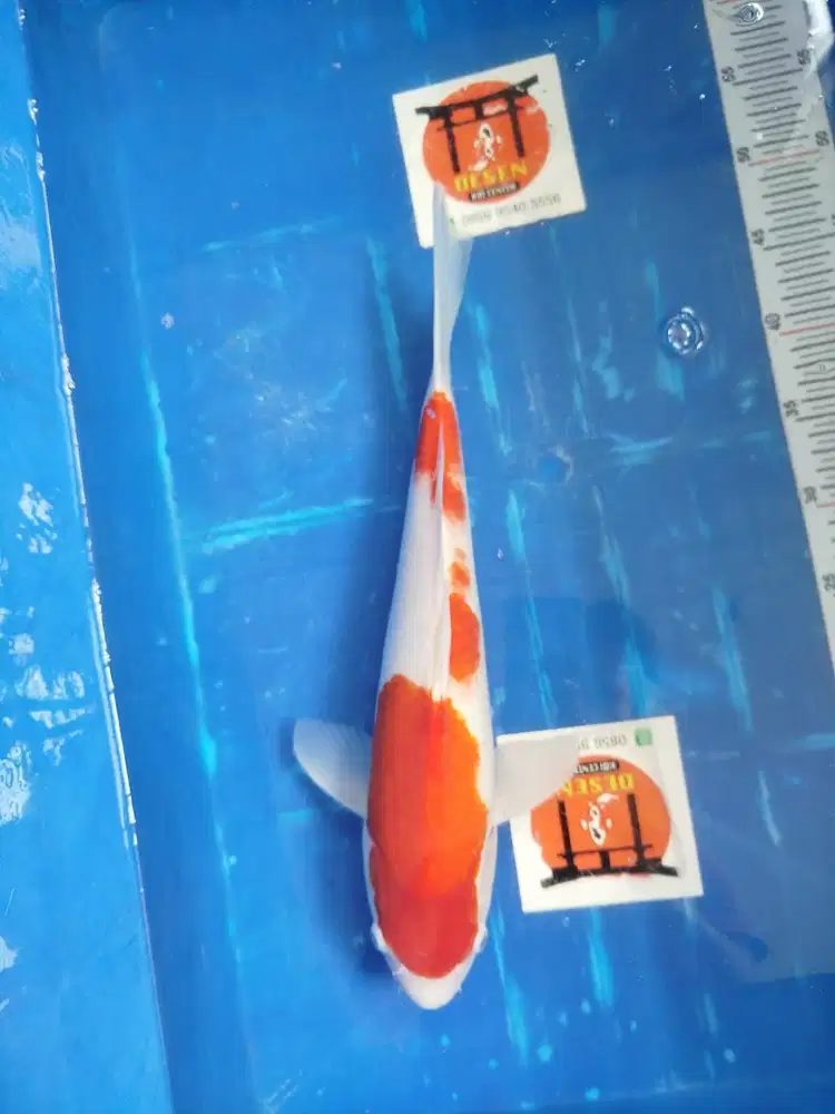 Ikan Koi Import Marudo Koi Farm 45 cm Jantan
