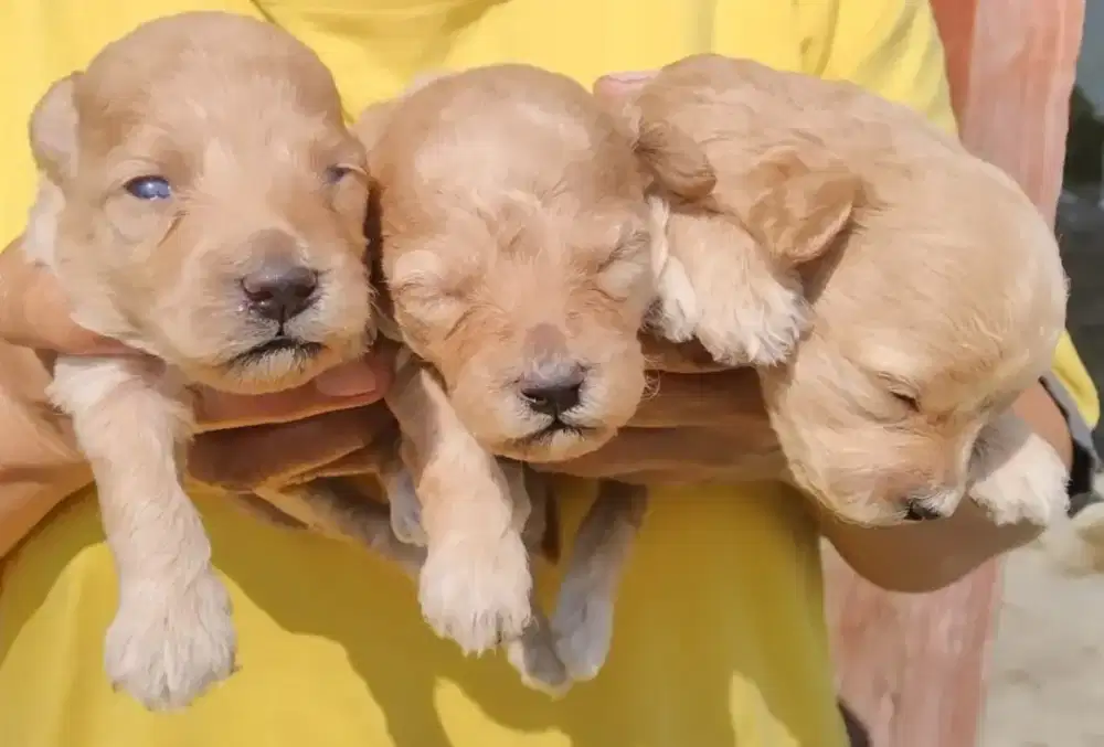 Toy poodel non stambum