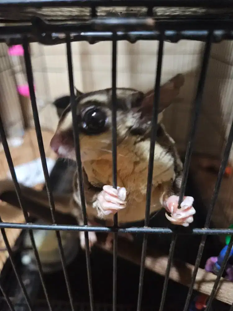 Sugar Glider Jinak white tip jantan sepaket kandang besar