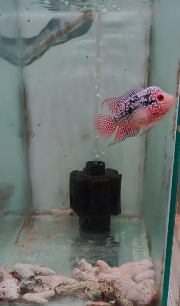 Ikan Louhan Cencu Kamfa