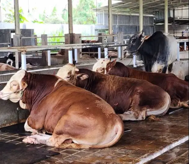 sapi limosin 600kiloan layak hewan kurban premium 2026 jamin manteb ok