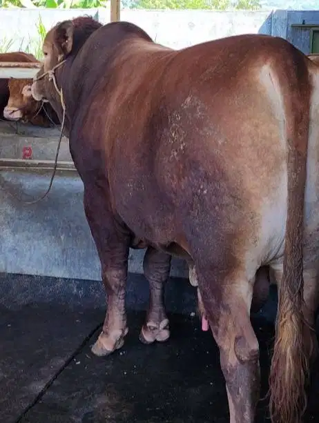 sapi limosin 600kiloan layak hewan kurban premium 2026 jamin manteb ok