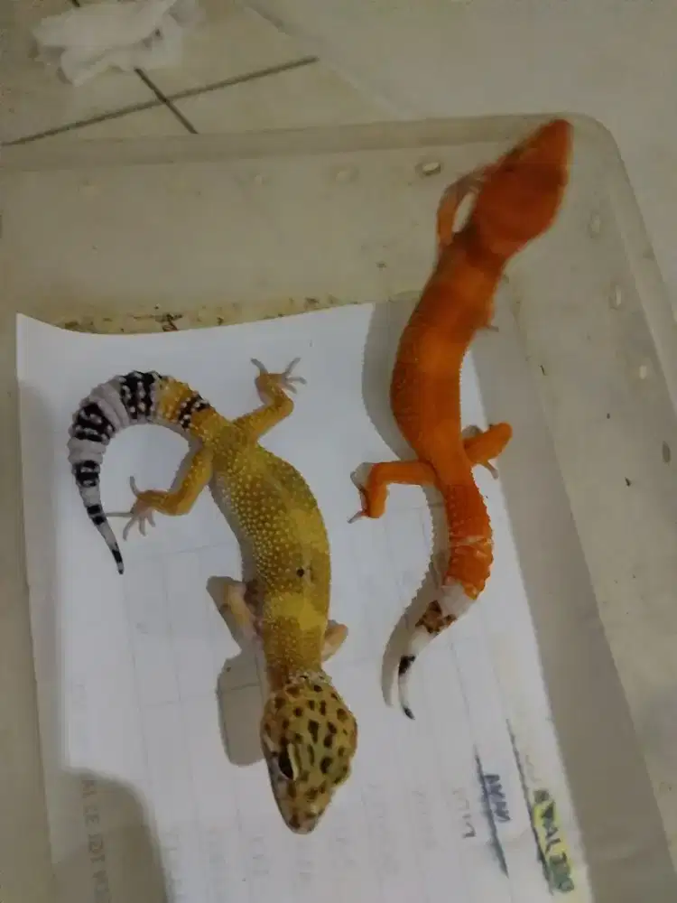 Sepasang gecko Shtct x macksnow