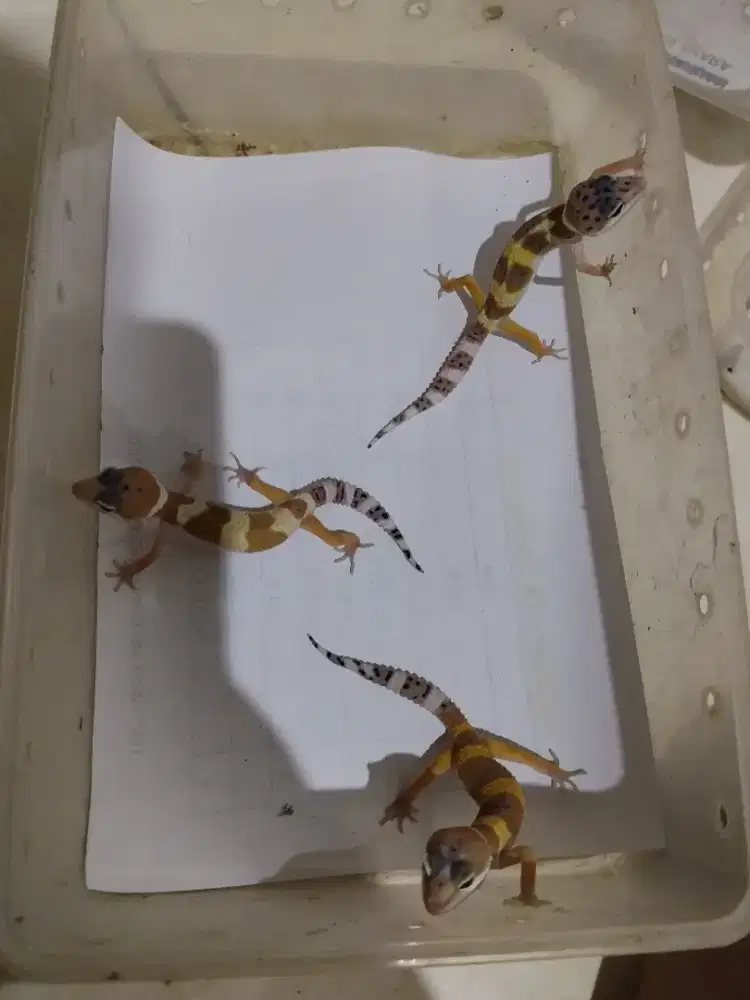 Borongan 3 ekor macksnow