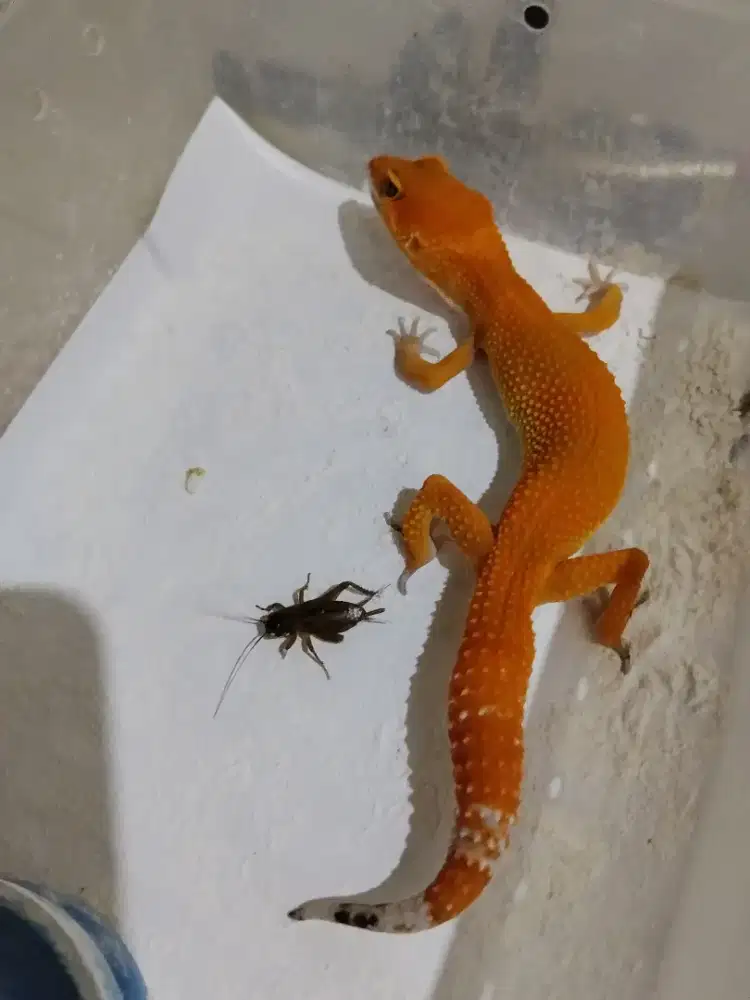 Borongan 3 ekor Gecko usia 7 bln.