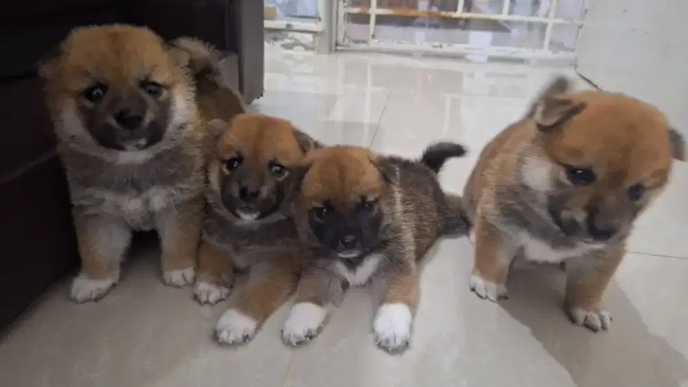 Dijual anakan shiba inu